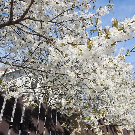 Idyllicprague Cherry Tree بيت للعطل