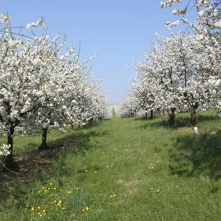 Idyllicprague Cherry Tree بيت للعطل *